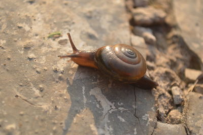 Close-up of snail on rock