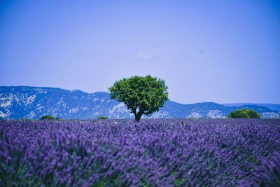 Lavender field against sky