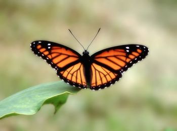 Close-up of butterfly on leaf