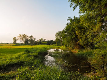 Scenic view of trees on field against sky