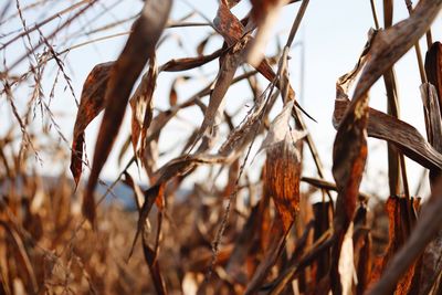 Close-up of dry plants on field