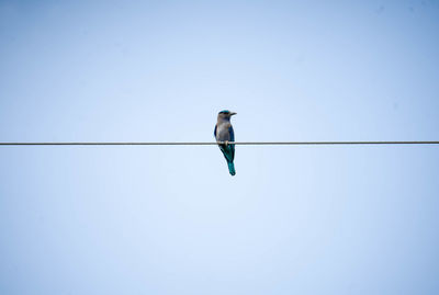 Low angle view of bird perching on cable against clear sky