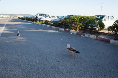 High angle view of dog on street against clear sky