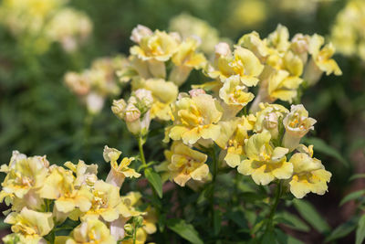 Close-up of yellow flowering plants