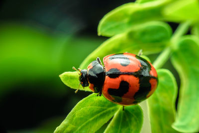 Close-up of ladybug on leaf