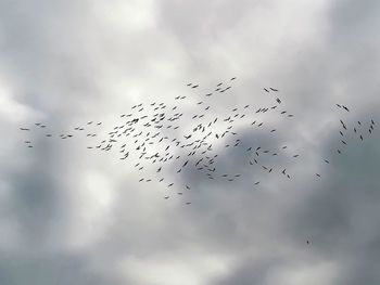 Low angle view of birds flying in sky