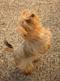 High angle view of puppy rearing up on footpath