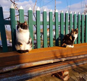 Cat sitting on wood against sky