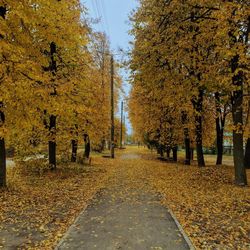 Autumn trees on landscape against sky