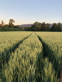 Scenic view of agricultural field against clear sky