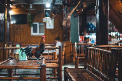 High angle view of bird on table in restaurant