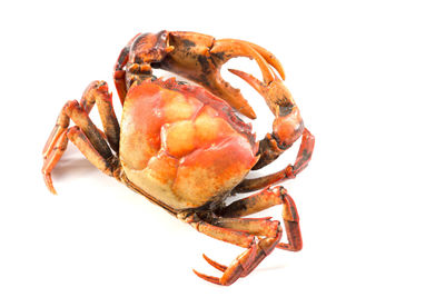 Close-up of crab over white background