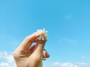 Close-up of hand holding white flower against sky