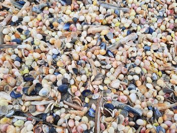 Mussels in beautiful colours