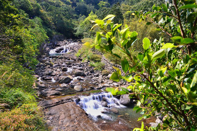 Scenic view of waterfall