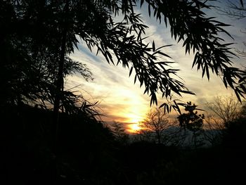 Silhouette trees against orange sky