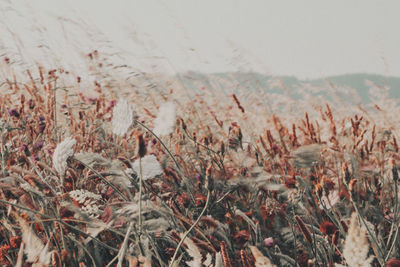 Close-up of plants against sky