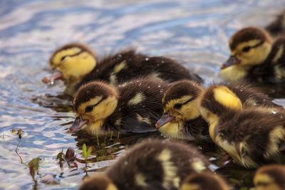 Close-up of a ducks in water