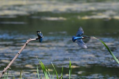 Birds flying over lake