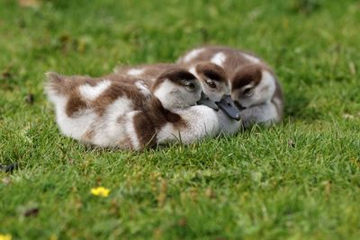 Close-up of ducks lying on grassy field