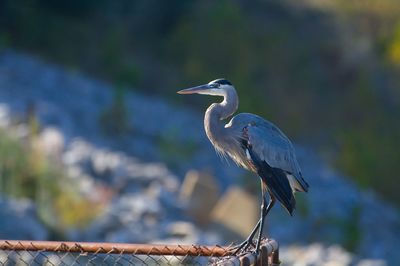 View of gray heron perching