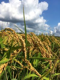 Close-up of plants growing on field against sky