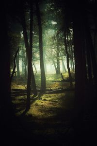 Trees in forest