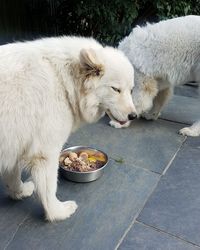 High angle view of dog eating food