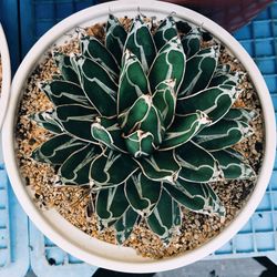 High angle view of succulent plant on table