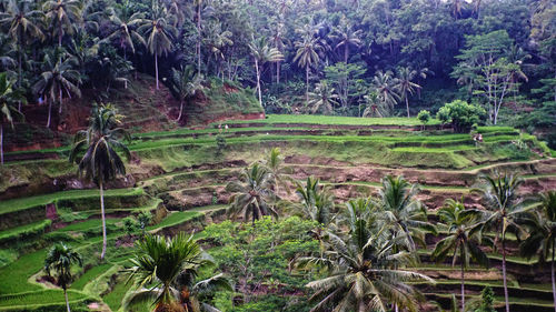 Plants growing in farm