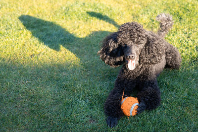 Dog on field with ball