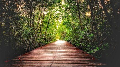 Walkway amidst trees in forest