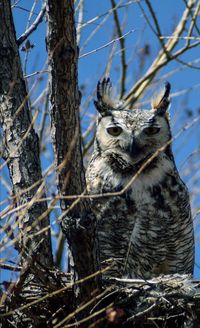 Horned owl intentedly staring at camera