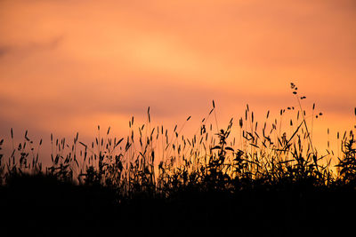 Silhouette plants against sky during sunset