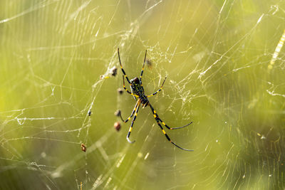 Close-up of spider on web