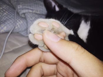 Close-up of hand holding cat