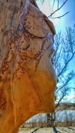 Close-up of icicles on tree trunk