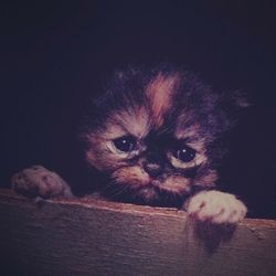 Close-up portrait of cat