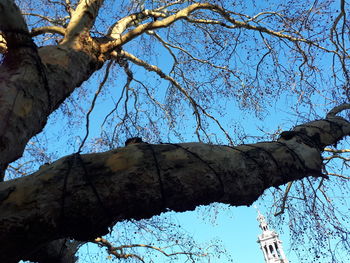 Low angle view of tree against blue sky