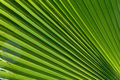 Full frame shot of palm tree