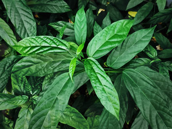 High angle view of leaves in plant