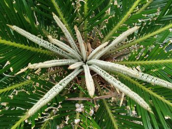 Full frame shot of plant