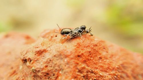 Close-up of insect on hand