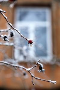 Close-up of berries growing on tree