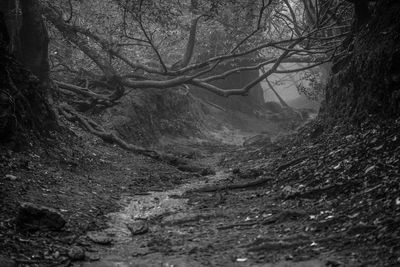 Full frame shot of bare tree