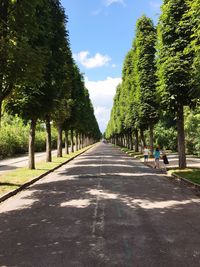 Tree-lined walkway in park