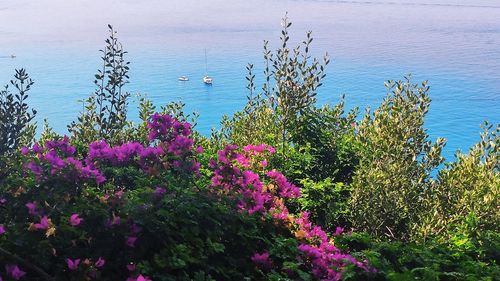 Pink flowering plants by sea against sky
