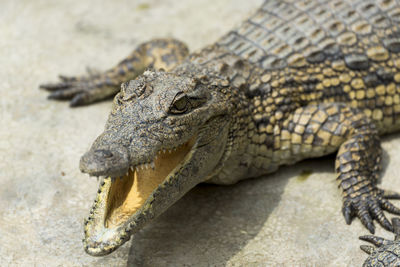 Close-up of lizard on land