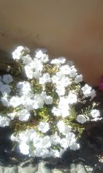 Plant growing against white background