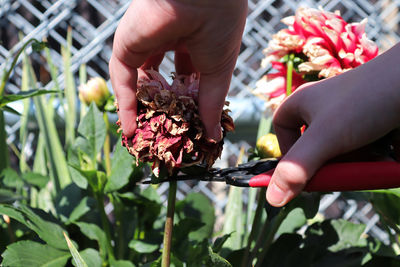 Midsection of person holding apple on plant